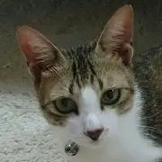 チビちゃん