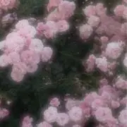 まにまにまにの画像