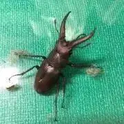 じゃがいもの画像