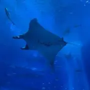 Echoの画像