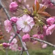 sayuriの画像
