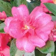 花⭐︎の画像