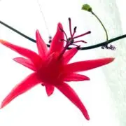 takobana