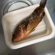 ハタちゃんの画像