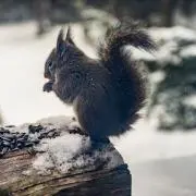 かったりーなの画像