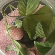あっちんの画像