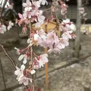 ととちゃんの画像
