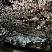 okyonの画像