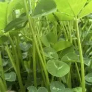 ねぎ子の画像