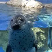 アザラシの画像