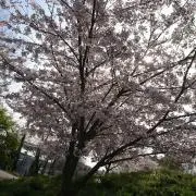 たまご