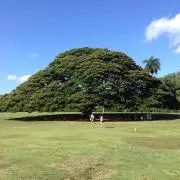 ブラバス11