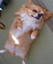 ラムコの画像