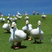 あひるの親分の画像