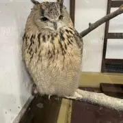 ユンボの画像