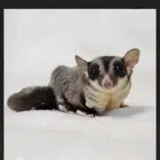ベルの画像