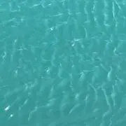 マヤコの画像