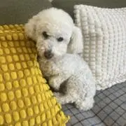 yumiの画像