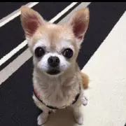 チワワの画像
