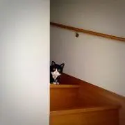 にゃーお