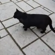 srの画像
