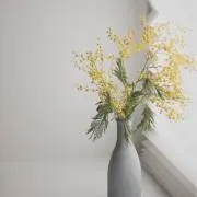 kndの画像