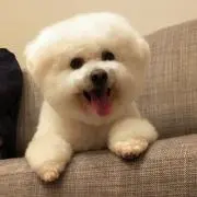☆shiromofu☆の画像