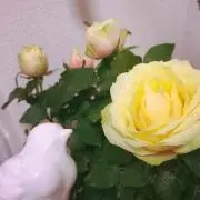 zazieの画像