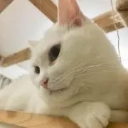 シルクの画像