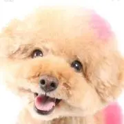 チェリー