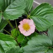 Keiママ プロフ必読お願いします
