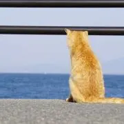 うたたね
