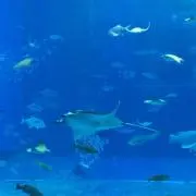 murtの画像
