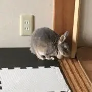 loffの画像