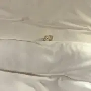 ハピの画像
