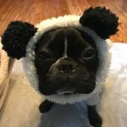 さくら