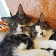 ゆめっぴいの画像