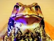 ＫＡＴＡＫ