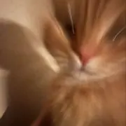 猫背の画像