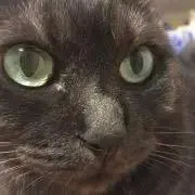まだらの画像