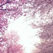 Zoellaの画像