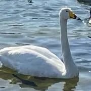 matmat