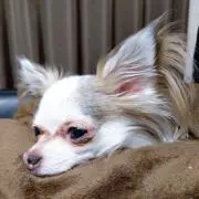 Image of ノンちゃん☆★プロフィール必読