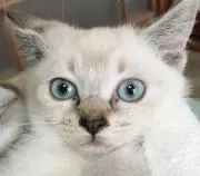 のすけ