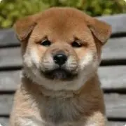 Ka