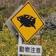 ロデの画像
