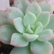 プロペト
