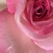 ぽっぽの画像