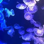 クラゲ(๑˃̵ᴗ˂̵)の画像