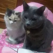 あかね